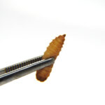 larva-unitaria